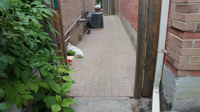 The old patio stones, looking good!